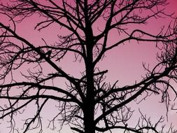 Tree on the rose sky background