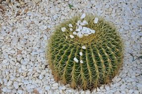 spherical cactus on stones