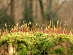 macro photo of moss in spring