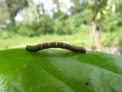 sheet caterpillar