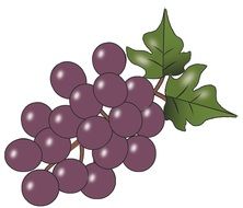 drawing of a grape cluster