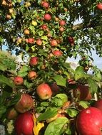 apple tree harvest season