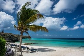 palm tree beach tropical resort
