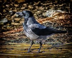 hooded crow bird in the wildlife