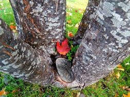 a tree trunk in the wood