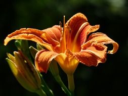 yellow red daylily on a dark background