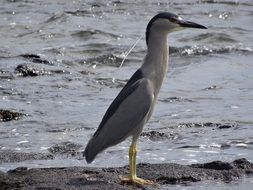 stunningly beautiful auku bird