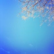 tree branches on the light blue sky