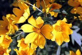 bush with yellow flowers in bright sun close up