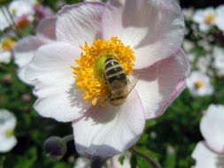 bee pollination on a flower