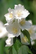philadelphus coronarius blossoms