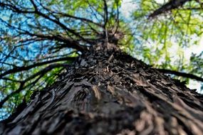tree in the park