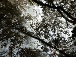 sky through the branches