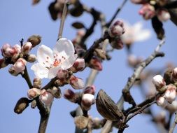 blooming plum on the background of blue sky