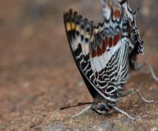 macro photo of butterfly on a ground