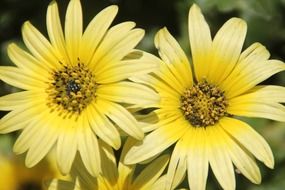 yellow flowers summer close view