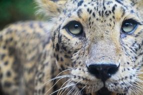 close-up photo of panther in the wildlife