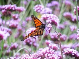 Picture of the butterfly is on a flower meadow