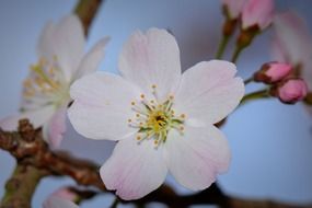 white cherry buds