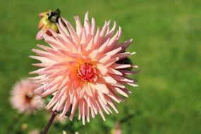 stunningly beautiful cactus dahlia