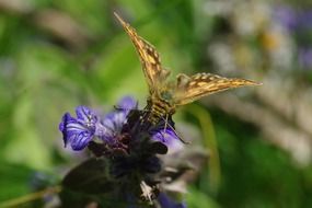 brown butterfly on blue flower