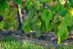 growing of the White grape