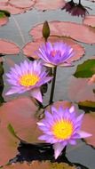 three purple lilies in a pond