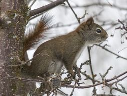 squirrel on a tree branch