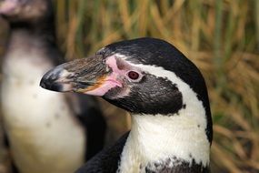 black head penguin portrait