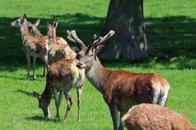 red deers
