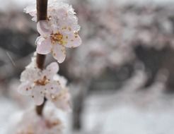 apricot flowers on branch close up