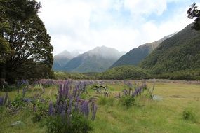 green picnic meadows