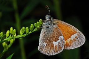 butterfly on a green branch