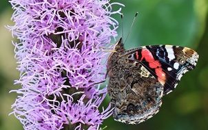 butterfly on purple flower close-up