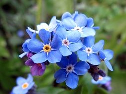 plant with blue flowers close up