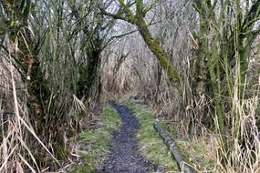 walk path in thicket