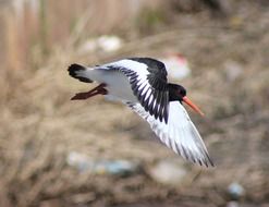 haematopus ostralegus in flight