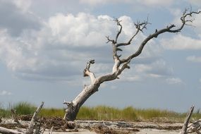 landscape of dry tree on the ocean beach