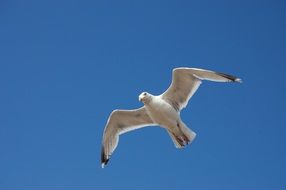 flying seagull under the blue sky