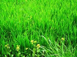 green grass in the meadow with yellow daisies