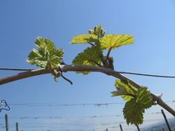 closeup picture of Green wine leaves in the vineyard