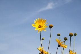 Close-up of the yellow flowers in nature