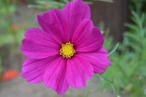 bright pink cosmos bipinnatus