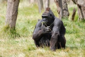 sitting mountain gorilla