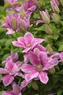 tender pink clematis blossom