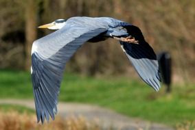 wonderful heron bird