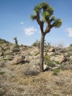 joshua tree desert