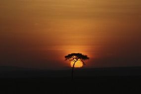 Beautiful tree at beautiful and colorful sunrise on landscape