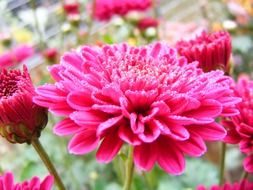 bright flowers in a meadow close-up