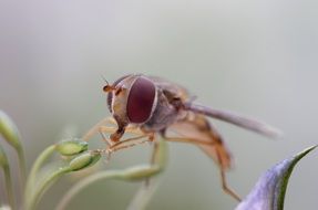 red fly on a plant closeup